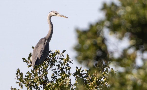 HARMAAHAIKAROITA ON PÄIVITTÄIN, JALLUA VAAN ODOTELLAAN..