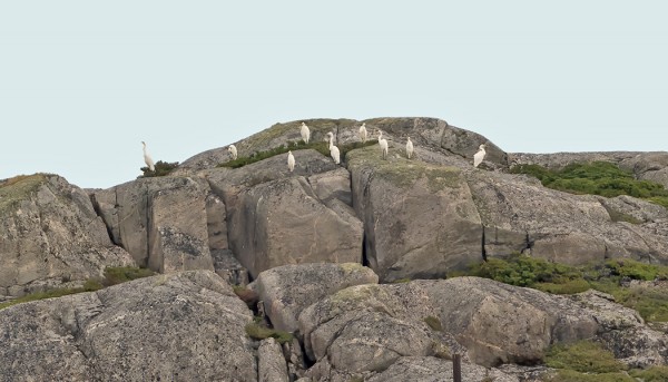 JALOHAIKARAPARVI KOBBANIN KALLIOLLA