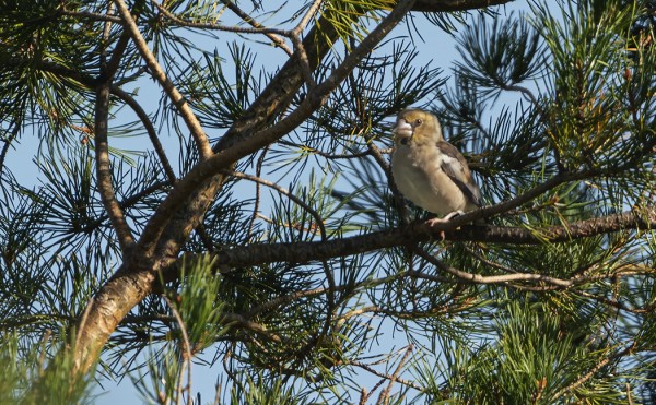 NOKKAVARPUNEN NÄYTTÄYTYI KYLÄLLÄ