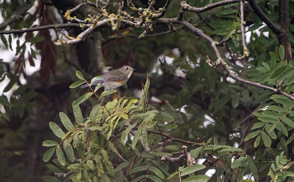 sinipyrstö_01_Korppoo_09_20