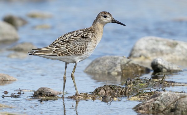 SUOKUKKO ON NYT YLEISIN KAHLAAJA