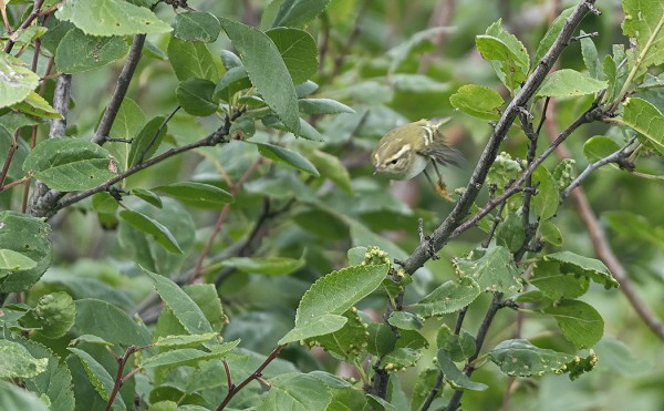 TAIGAUUNILINTU NÄYTTÄYTYI MEIDÄN SAUNALLA