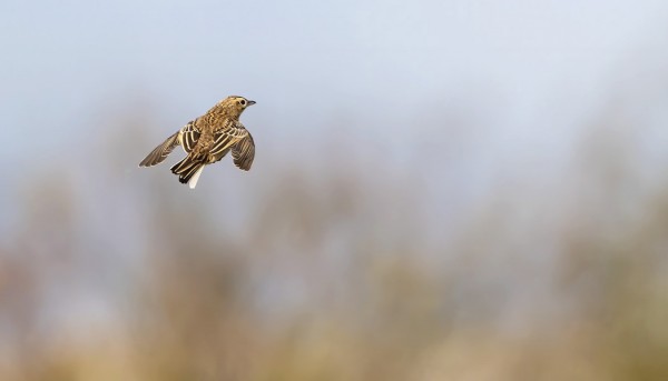 ISOKIRVINEN ITÄNIITYLLÄ