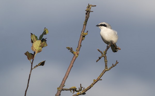 MUUTAMA ISOLEPINKÄINEN ON NÄHTY JOKA PÄIVÄ