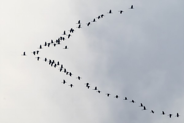 UTÖSSÄ MUUTTAA HARVOIN KURKIA, TÄNÄÄN KUITENKIN VÄHÄN RUNSAAMMIN
