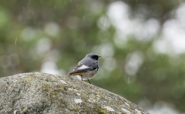 KOIRAS MUSTALEPPÄLINTU HOTELLILLA (Kuva: Outi Sarjakoski)