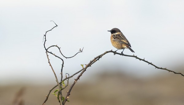 mustapäätasku_03_Korppoo_10_20