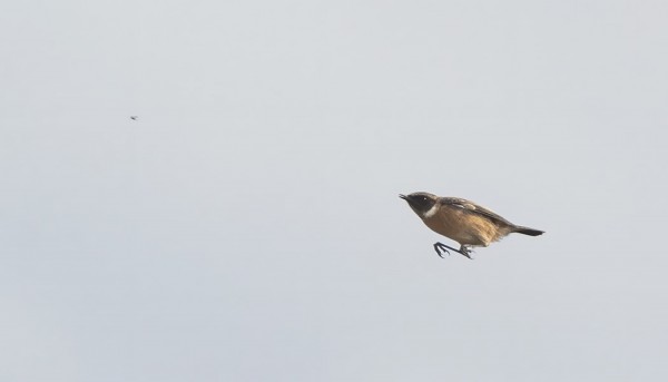 MUSTAPÄÄTASKU ITÄNIITYLLÄ, JOSTA LÖYSI SYÖTÄVÄÄKIN