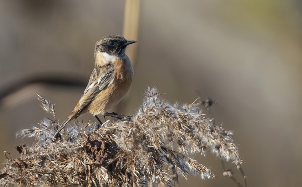 MUSTAPÄÄTASKUSTA ON SAATU PALJON MYÖS LENTOKUVIA, ALTA JA PÄÄLTÄ, JOISSA NÄKYVÄT MM. VAALEAT KAINALOT.