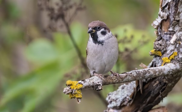 PIKKUVARPUSIA ON VÄHEMMÄN KUIN AIEMPINA SYKSYINÄ