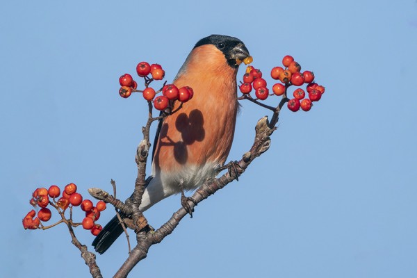 PUNATULKKUJA ON SAAPUNUT PIENIÄ MÄÄRIÄ