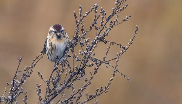URPIAINEN ON AJANKOHDAN VALTALAJEJA