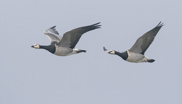VALKOPOSKIHANHIA MUUTTI TÄNÄÄN RUNSAASTI