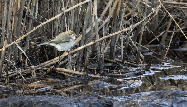 TRISTIS-TILTALTIT VIIHTYVÄT YHÄ SAARESSA, TÄSSÄ TOINEN ITÄRANNAN YKSILÖISTÄ (Kuva: Outi Sarjakoski)