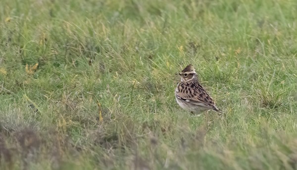 KANGASKIURUJEN MUUTTO ALKAA OLLA OHI
