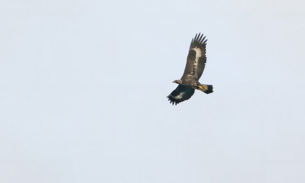 NUORI MAAKOTKA KÄVÄISI SAAREN YLLÄ