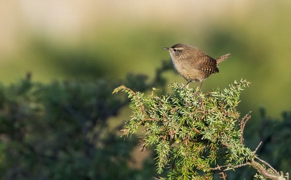 PEUKALOISIA ON SAARESSA VIELÄ MELKO PALJON