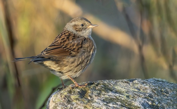 JOKUNEN RAUTIAINEN ON VIELÄ SAARESSA