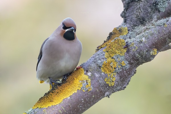 TILHIEN LIIKEHDINTÄ ALKAA JO HIIPUA