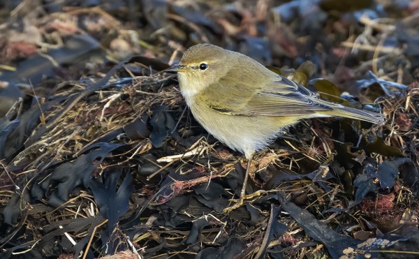 TILTALTIT VIIHTYVÄT ITÄRANNAN LEVÄVALLEILLA