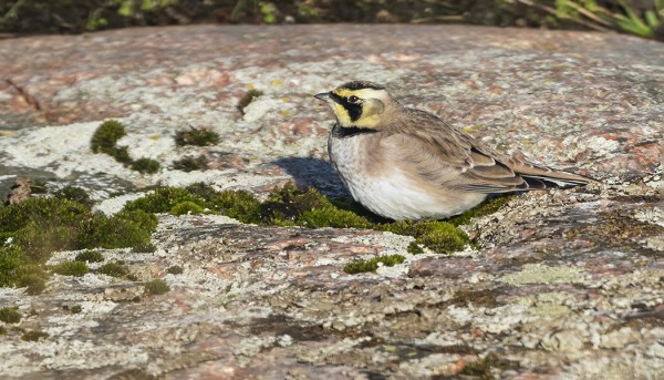 TUNTURIKIURU VIHHTYI EDELLEEN ITÄRANNALLA
