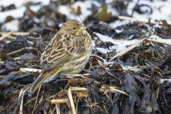 MUUTAMA KELTASIRKKU OLEILEE SAARESSA