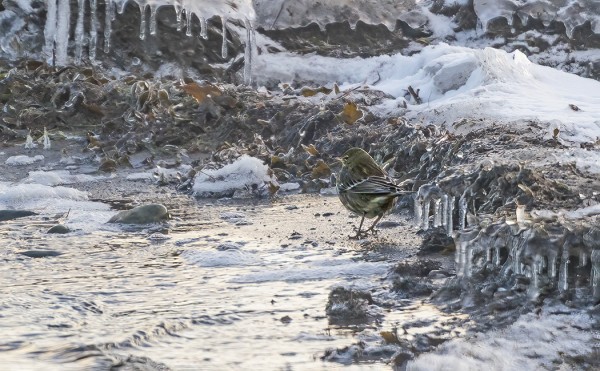 LUOTOKIRVISELLÄKIN ON HANKALUUKSIA LÖYTÄÄ ENÄÄ SULAA RANTAA