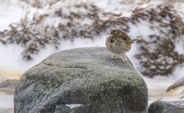 NIITTYKIRVISELLÄ ALKAA OLLA JO VARPAAT JÄÄSSÄ