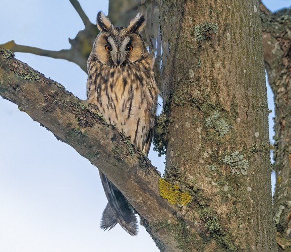 SARVIPÖLLÖ OTTI AURINKOA KOULUN LÄHELLÄ