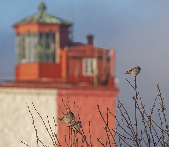 JOKUNEN TILHI PYÖRII VIELÄ SAARESSA