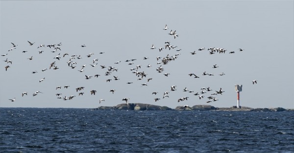 HAAHKOJA ON SAAREN YMPÄRISTÖSSÄ PÄIVITTÄIN 1500-2000 - VAIN MURTO-OSA VIIME VUOSIKYMMENEN HAAHKAMÄÄRISTÄ