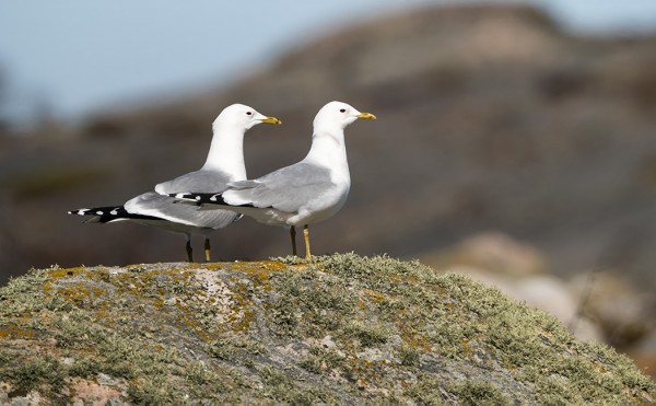 KALALOKIT OVAT JO TIIVIISTI REVIIREILLÄÄN