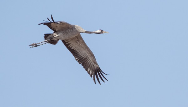 KURKIMUUTTO EI JUURI UTÖHÖN YLLÄ, MUTTA MUUTAMA PARVI TÄNNEKIN ON EKSYNYT