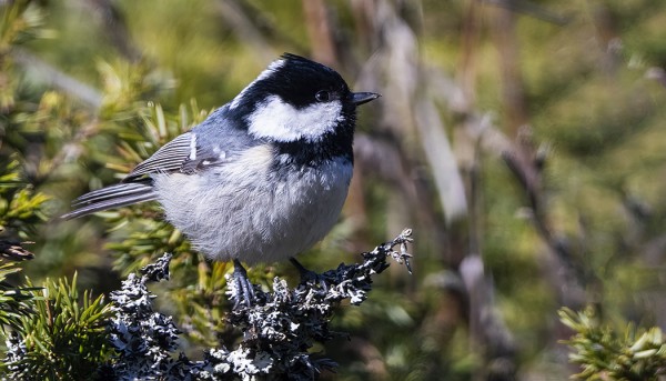 VUODEN EKA KUUSITIAINEN