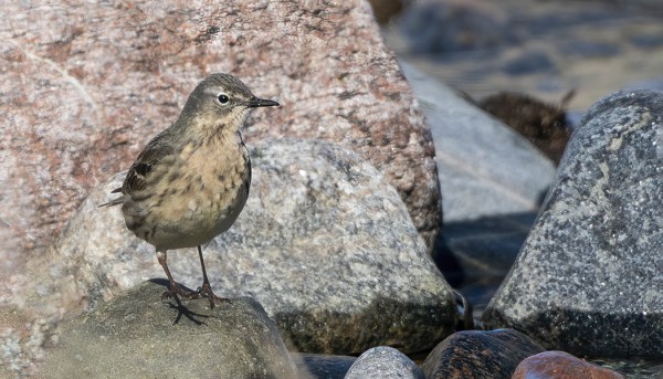 OSA SAAREN LUOTOKIRVISISTÄ ON LITTORALIS-TYYPPIÄ