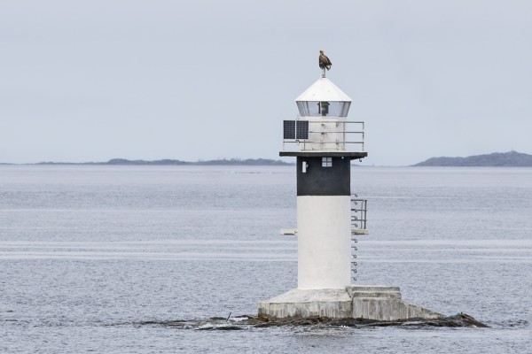 MANTEREELLE TULLESSA MERIKOTKA KATSELI MAAILMAA BOKULLAN LOISTON HUIPULLA (Kuva: Outi Sarjakoski)