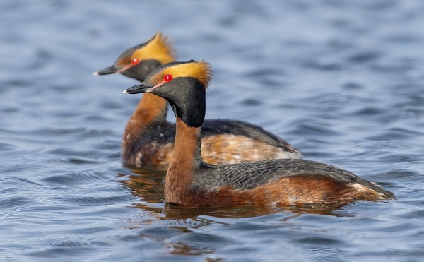 PESIVÄT MUSTAKURKKU-UIKUT SAAPUIVAT EPÄTAVALLISEN MYÖHÄÄN