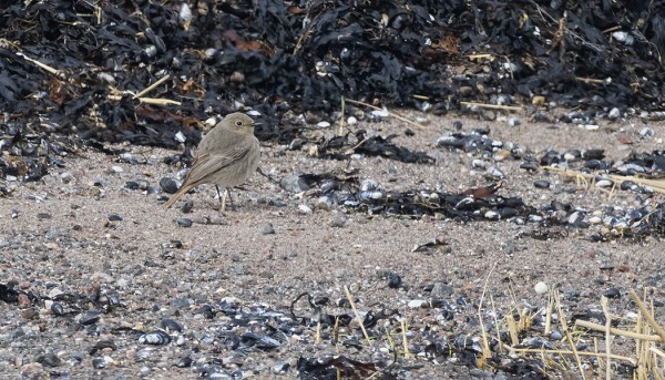 MUSTALEPPÄLINTUJA ON NYT USEITA (Kuva: Outi Sarjakoski)