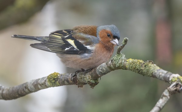 PEIPOT LAULOIVAT INNOKKAASTI LAUTTASAARESSA