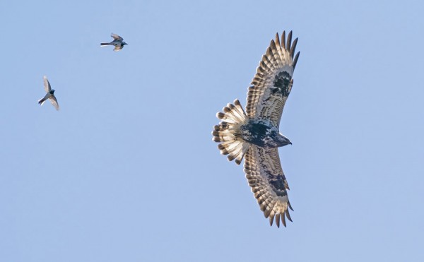 VÄSTÄRÄKIT ANTOIVAT KYYTIÄ PIEKANALLE