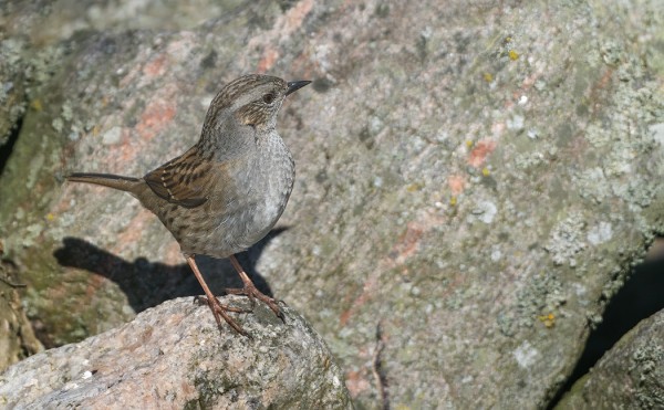 RAUTIAISTEN MUUTTO ALKAA JO HIIPUA