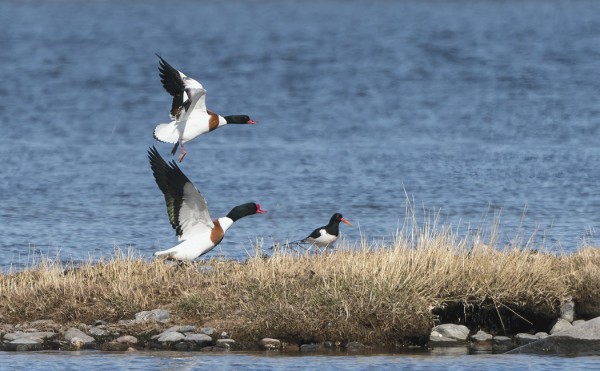 RISTISORSAPARI ON VIIHTYNYT JO MUUTAMAN TOVIN SAAREN RANNOILLA