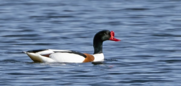 TOIVOTTAVASTI KULKURAJOITUKSIA NOUDATETAAN SÄNTILLLISESTI JA RISTISORSAT YM SAAVAT RAUHASSA OLLA REVIIRILLÄÄN