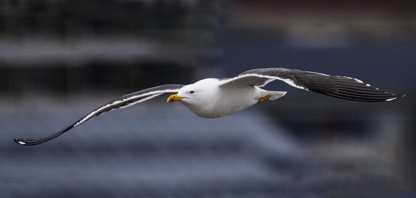 selkälokki_02_Turku_04_21