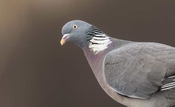 sepelkyyhky_02_Turku_04_21