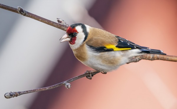 TIKLEJÄ ON PÄIVITTÄIN 1-2