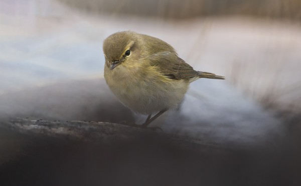 TILTALTTIEN MUUTTO ON HYVÄSSÄ VAUHDISSA