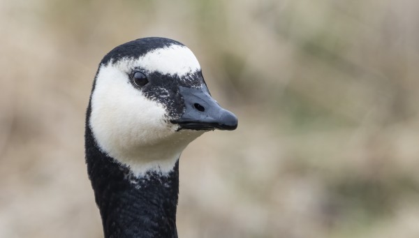 valkoposkihanhi_01_Turku_04_21