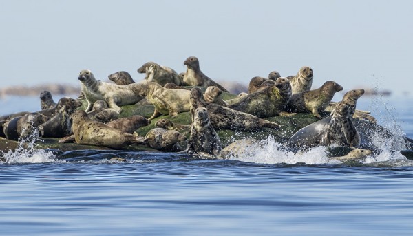 HARMAAHYLKEITÄ RIITTÄÄ UTÖ VESILLÄ
