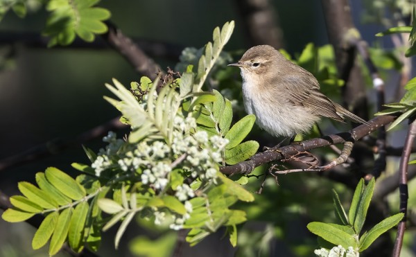 TRISTIS-TILTALTTI LAULOI INNOKKAASTI LUOTSIASEMALLA
